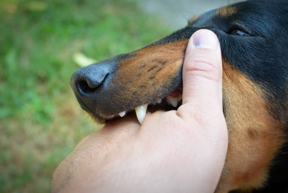 Dog Bite Injury Attorneys in Baton Rouge